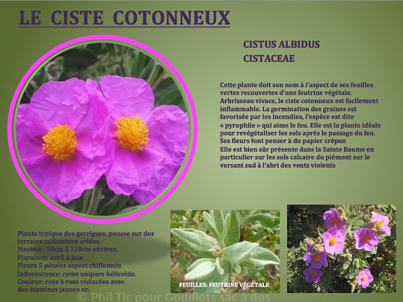 cistus_albidus.jpg