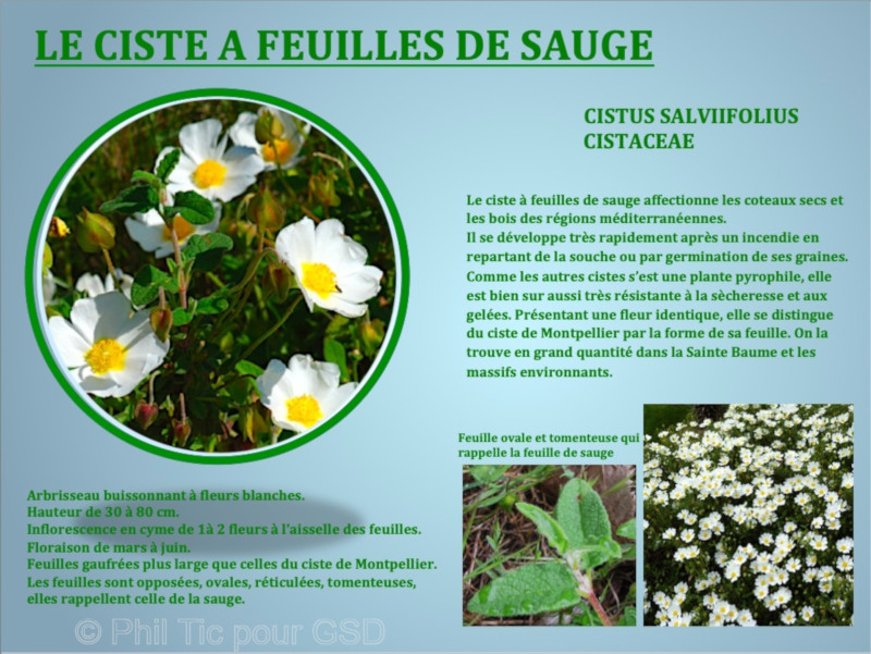 cistus_salviifolius.jpg