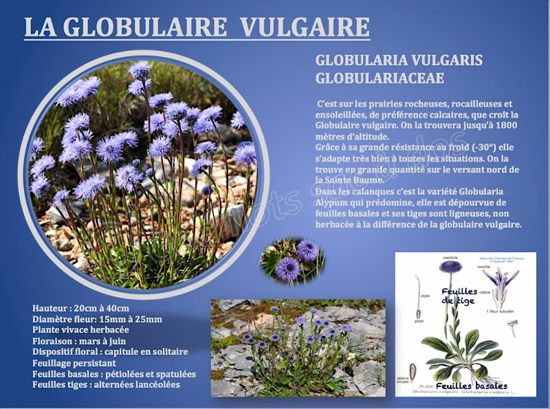 globularis_vulgaris.jpg