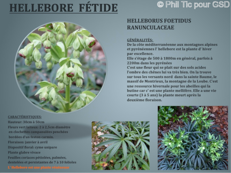 helleborus_foetidus.jpg