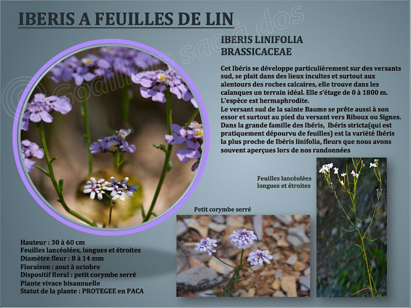 iberis_linifolia.jpg